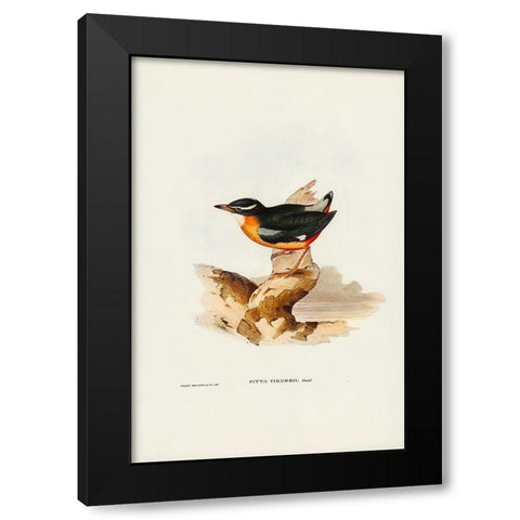 Vigors Pitta-Pitta Vigorsii Black Modern Wood Framed Art Print by Gould, John