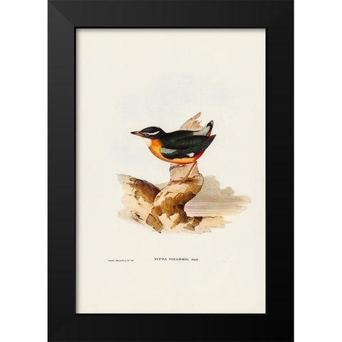 Vigors Pitta-Pitta Vigorsii Black Modern Wood Framed Art Print by Gould, John