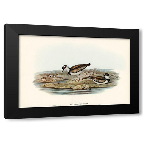 Black-fronted Dottrel-Hiaticula nigrifrons Black Modern Wood Framed Art Print with Double Matting by Gould, John