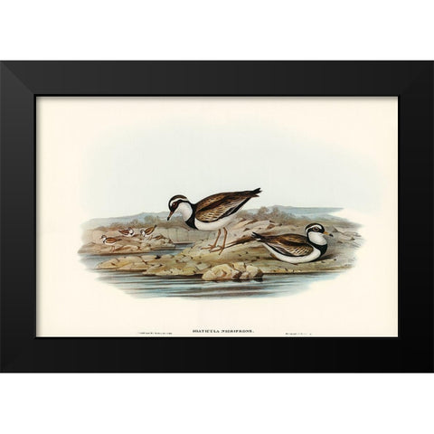 Black-fronted Dottrel-Hiaticula nigrifrons Black Modern Wood Framed Art Print by Gould, John