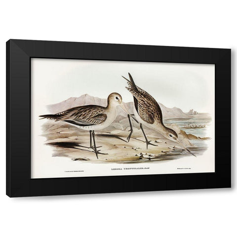 Barred-rumped Godwit-Limosa uropygialis Black Modern Wood Framed Art Print with Double Matting by Gould, John