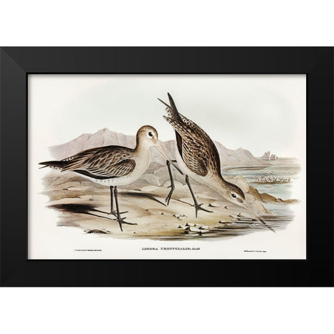 Barred-rumped Godwit-Limosa uropygialis Black Modern Wood Framed Art Print by Gould, John
