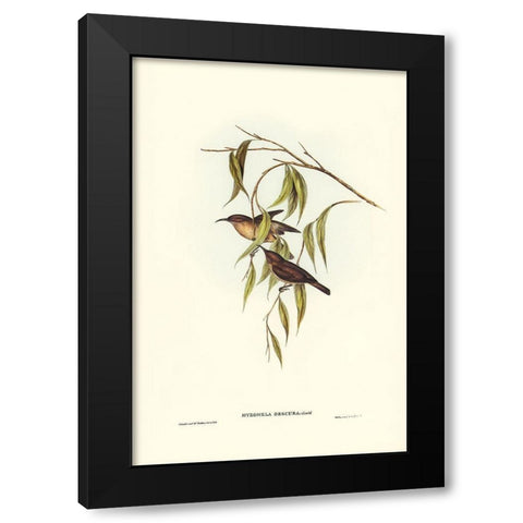 Obscure Honey-eater-Myzomela obscura Black Modern Wood Framed Art Print with Double Matting by Gould, John