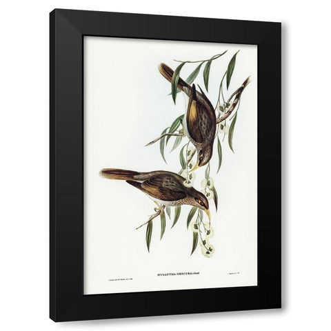 Sombre Honey-eater-Myzantha obscura Black Modern Wood Framed Art Print with Double Matting by Gould, John