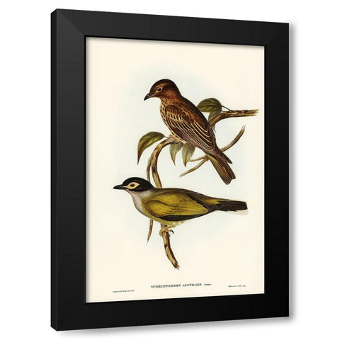 Australian Sphecotheres-Sphecotheres Australis Black Modern Wood Framed Art Print with Double Matting by Gould, John