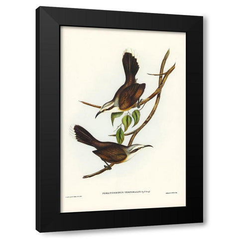 Temporal Pomatorhinus-Pomatorhinus temporalis Black Modern Wood Framed Art Print by Gould, John