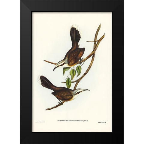 Temporal Pomatorhinus-Pomatorhinus temporalis Black Modern Wood Framed Art Print by Gould, John