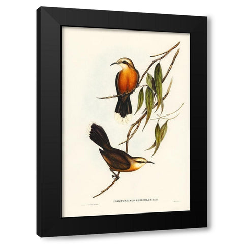 Red-breasted Pomatorhinus-Pomatorhinus rubeculus Black Modern Wood Framed Art Print with Double Matting by Gould, John