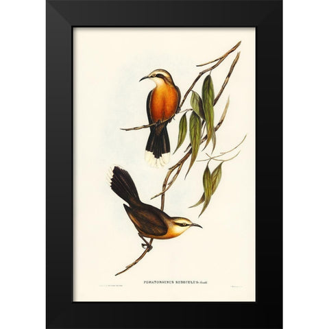 Red-breasted Pomatorhinus-Pomatorhinus rubeculus Black Modern Wood Framed Art Print by Gould, John
