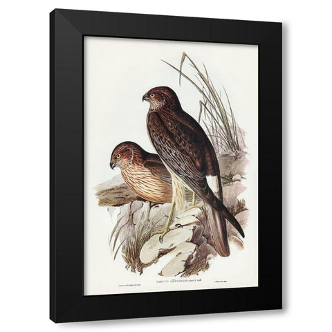 Allied Harrier-Circus assimilis Black Modern Wood Framed Art Print with Double Matting by Gould, John