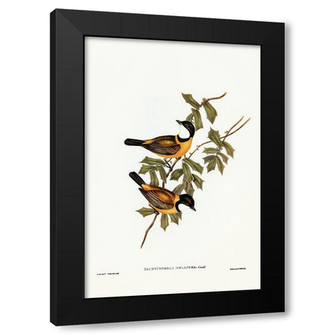 Black-tailed Pachycephala-Pachycephala melanura Black Modern Wood Framed Art Print with Double Matting by Gould, John