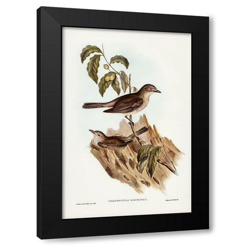 Harmonious Colluricincla-Colluricincla harmonica Black Modern Wood Framed Art Print by Gould, John