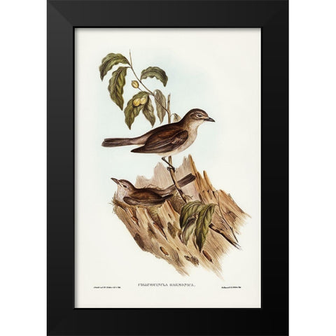 Harmonious Colluricincla-Colluricincla harmonica Black Modern Wood Framed Art Print by Gould, John