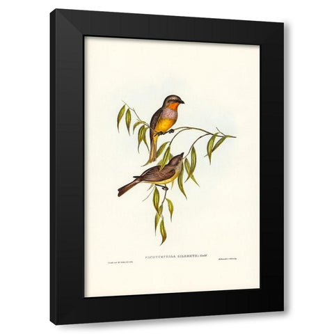 Gilbertâ€™s Pachycephala-Pachycephala Gilbertii Black Modern Wood Framed Art Print by Gould, John