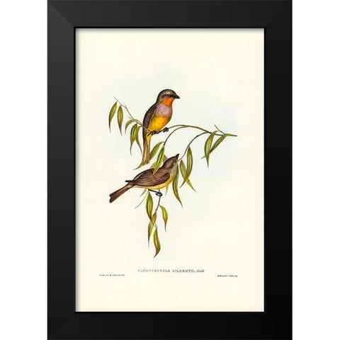 Gilbertâ€™s Pachycephala-Pachycephala Gilbertii Black Modern Wood Framed Art Print by Gould, John