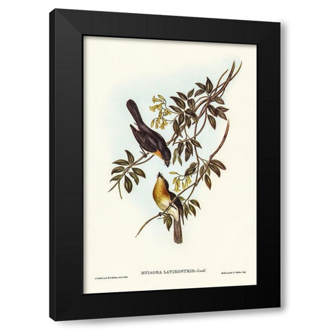 Broad-billed Flycatcher-Myiagra latirostris Black Modern Wood Framed Art Print by Gould, John
