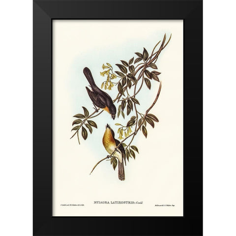 Broad-billed Flycatcher-Myiagra latirostris Black Modern Wood Framed Art Print by Gould, John