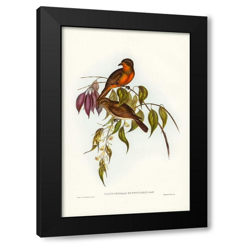 Red-throated Pachycephala-Pachycephala rufogularis Black Modern Wood Framed Art Print with Double Matting by Gould, John