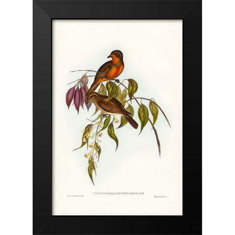 Red-throated Pachycephala-Pachycephala rufogularis Black Modern Wood Framed Art Print by Gould, John