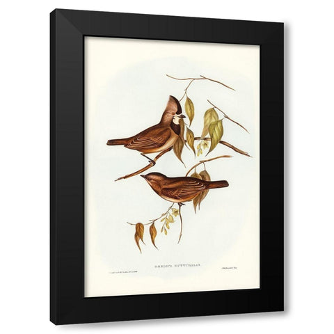 Crested Oreoica-Oreoica gutturalis Black Modern Wood Framed Art Print with Double Matting by Gould, John
