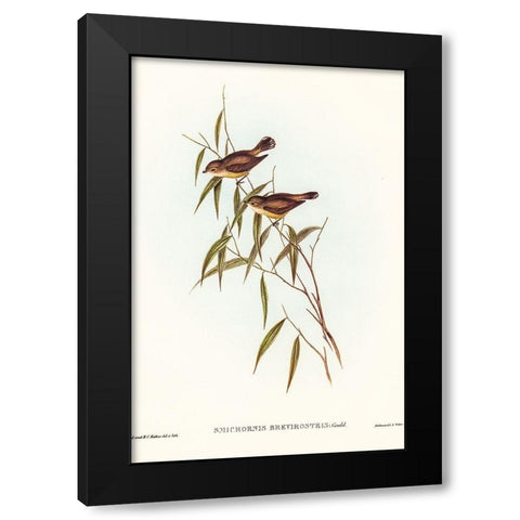 Short-billed tree tit-Smicrornis brevirostris Black Modern Wood Framed Art Print with Double Matting by Gould, John