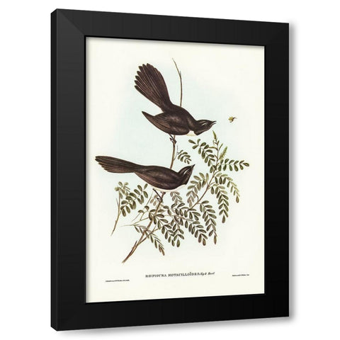 Black Fantailed Flycatcher-Rhipidura Motacilloides Black Modern Wood Framed Art Print with Double Matting by Gould, John