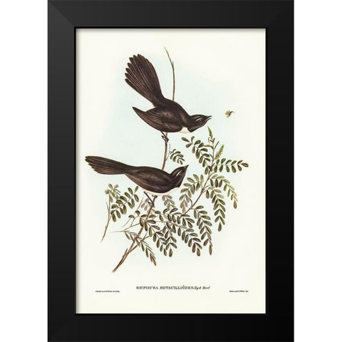 Black Fantailed Flycatcher-Rhipidura Motacilloides Black Modern Wood Framed Art Print by Gould, John