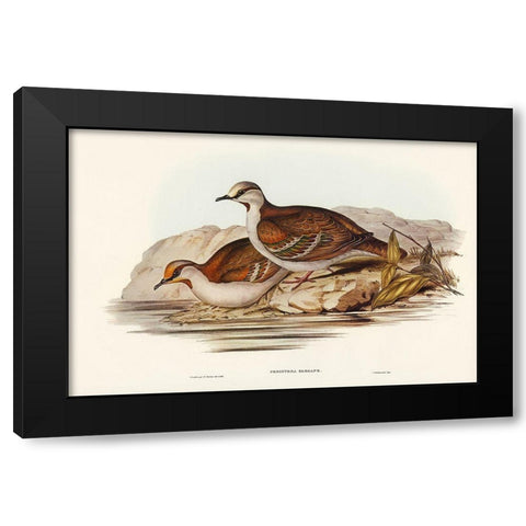 Brush Bronze-winged Pigeon-Peristera elegans Black Modern Wood Framed Art Print with Double Matting by Gould, John
