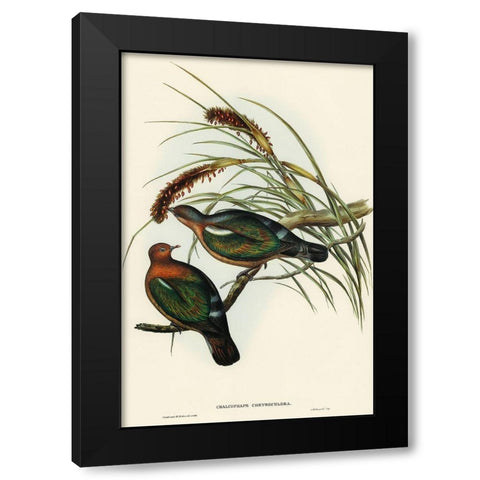 Little Green Pigeon-Chalcophaps chrysochlora Black Modern Wood Framed Art Print with Double Matting by Gould, John
