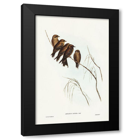 Little Wood Swallow-Artamus minor-Vieill Black Modern Wood Framed Art Print with Double Matting by Gould, John