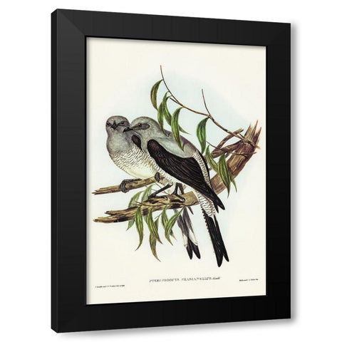 Ground Graucalus-Pteropodocys Phasianella Black Modern Wood Framed Art Print by Gould, John