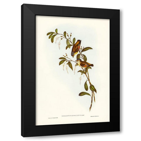 Red-lored Pardalote-Pardalotus rubricatus Black Modern Wood Framed Art Print with Double Matting by Gould, John