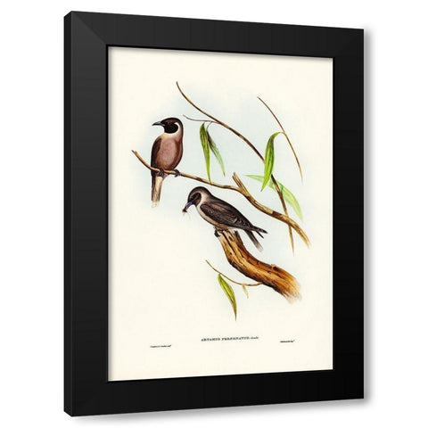 Masked Wood Swallow-Artamus personates Black Modern Wood Framed Art Print with Double Matting by Gould, John