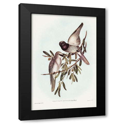 Varied Graucalus-Graucalus mentalis Black Modern Wood Framed Art Print with Double Matting by Gould, John