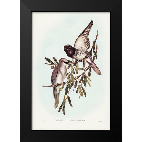 Varied Graucalus-Graucalus mentalis Black Modern Wood Framed Art Print by Gould, John