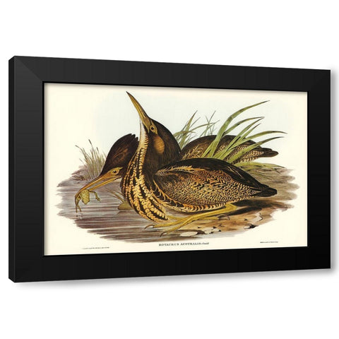 Australian Bittern-Botaurus Australis Black Modern Wood Framed Art Print with Double Matting by Gould, John