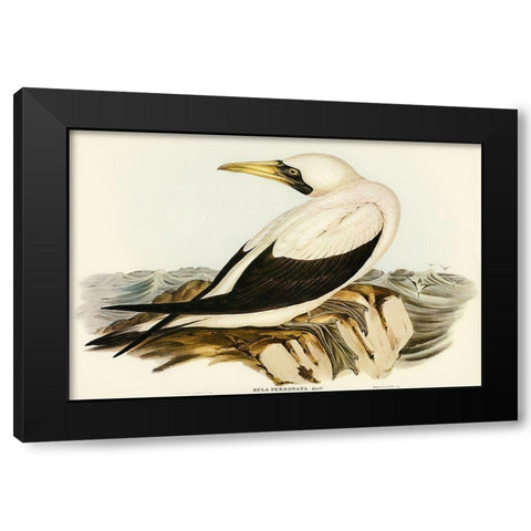 Masked Gannet-Sula personata Black Modern Wood Framed Art Print with Double Matting by Gould, John