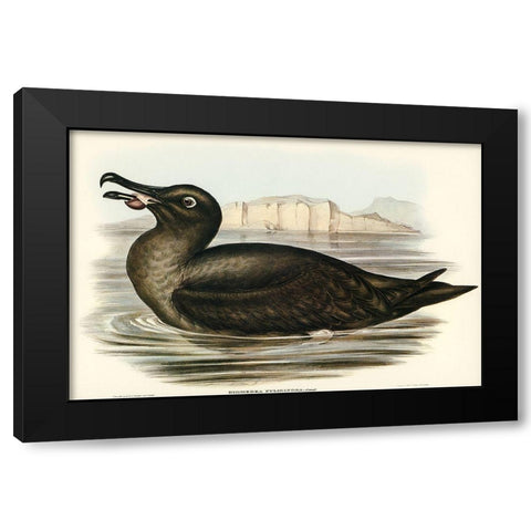 Sooty Albatros-Diomedea fuliginosa Black Modern Wood Framed Art Print with Double Matting by Gould, John
