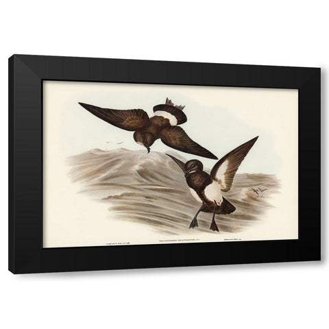 Black-bellied Storm Petrel-Thalassidroma melanogaster Black Modern Wood Framed Art Print with Double Matting by Gould, John