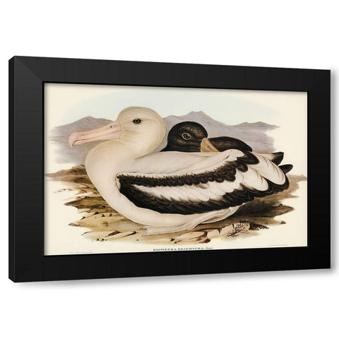 Short-tailed Albatros-Diomedea brachyura Black Modern Wood Framed Art Print with Double Matting by Gould, John