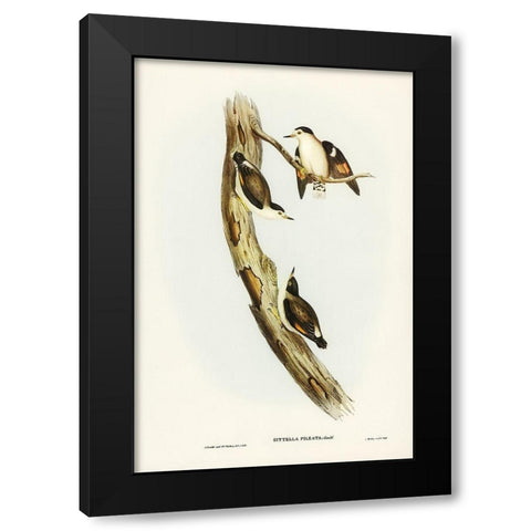 Black-capped Sittella-Sittella pileata Black Modern Wood Framed Art Print with Double Matting by Gould, John