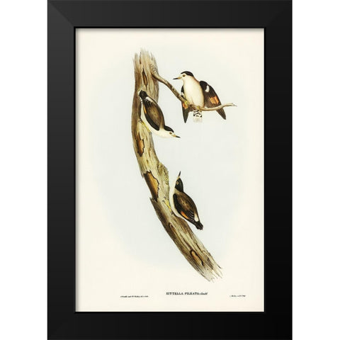 Black-capped Sittella-Sittella pileata Black Modern Wood Framed Art Print by Gould, John