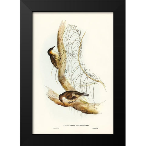 White-throated Tree-Creeper-Climacteris picumnus Black Modern Wood Framed Art Print by Gould, John