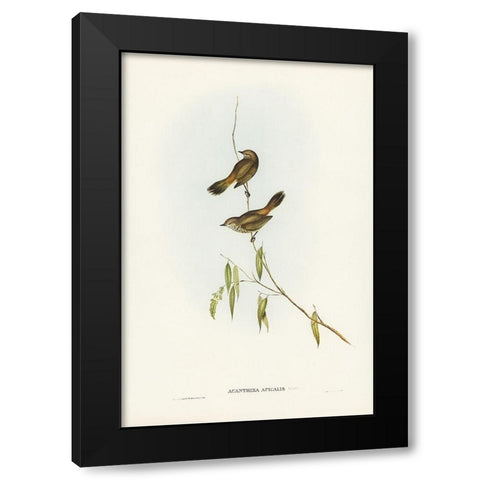 Western Acanthiza-Acanthiza apicalis Black Modern Wood Framed Art Print with Double Matting by Gould, John