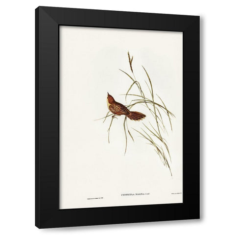 Great Warbler-Cysticola magna Black Modern Wood Framed Art Print by Gould, John