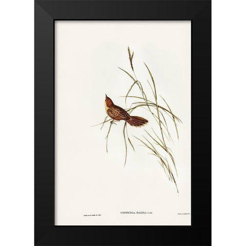 Great Warbler-Cysticola magna Black Modern Wood Framed Art Print by Gould, John