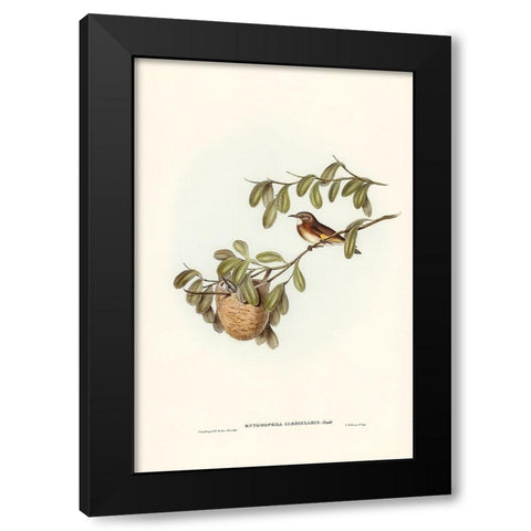 White-throated Honey-eater-Entomophila albogularis Black Modern Wood Framed Art Print with Double Matting by Gould, John