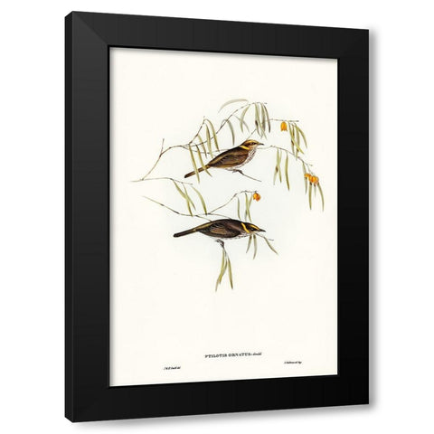 Graceful Honey-eater-Ptilotis ornatus Black Modern Wood Framed Art Print with Double Matting by Gould, John