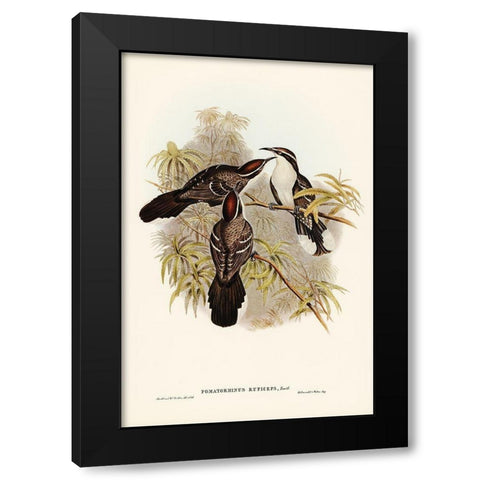 Chestnut-crowned Pomatorhinus-Pomatorhinus ruficeps Black Modern Wood Framed Art Print with Double Matting by Gould, John