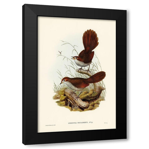 Rufous-headed Bristle-Bird-Sphenura Broadbenti Black Modern Wood Framed Art Print with Double Matting by Gould, John
